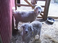 two white angora goats in a shed