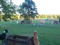two dogs looking over a field with a rainbow in the sky